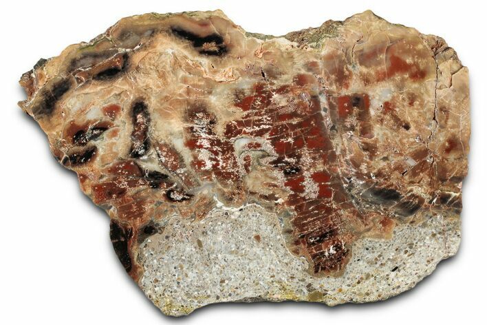 Polished Petrified Wood (Araucarioxylon) - Arizona #352518